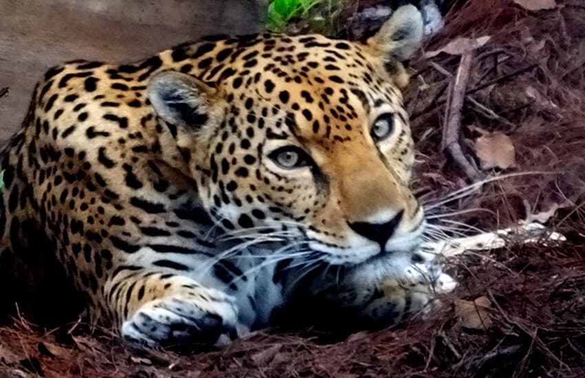 jaguar at Potrero de Mulas wildlife reserve, Jalisco