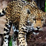 jaguar at Potrero de Mulas wildlife reserve, Jalisco