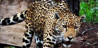 jaguar at Potrero de Mulas wildlife reserve, Jalisco