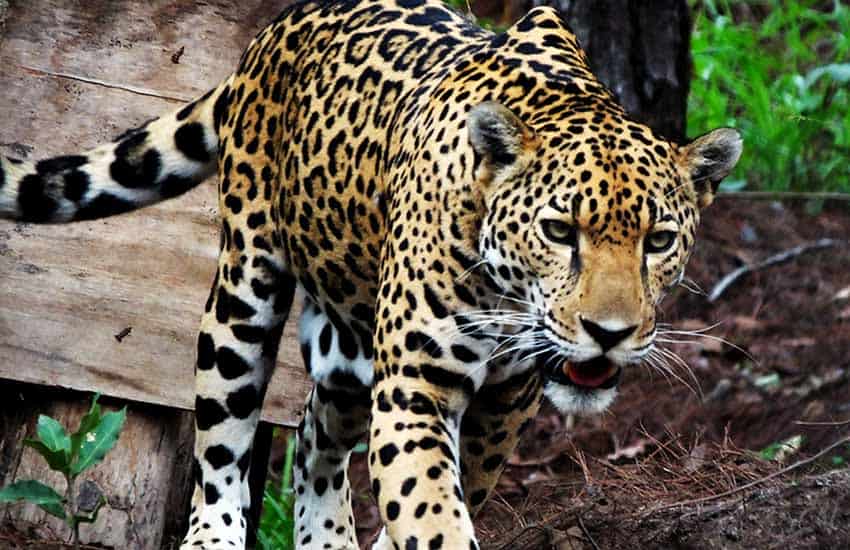 jaguar at Potrero de Mulas wildlife reserve, Jalisco
