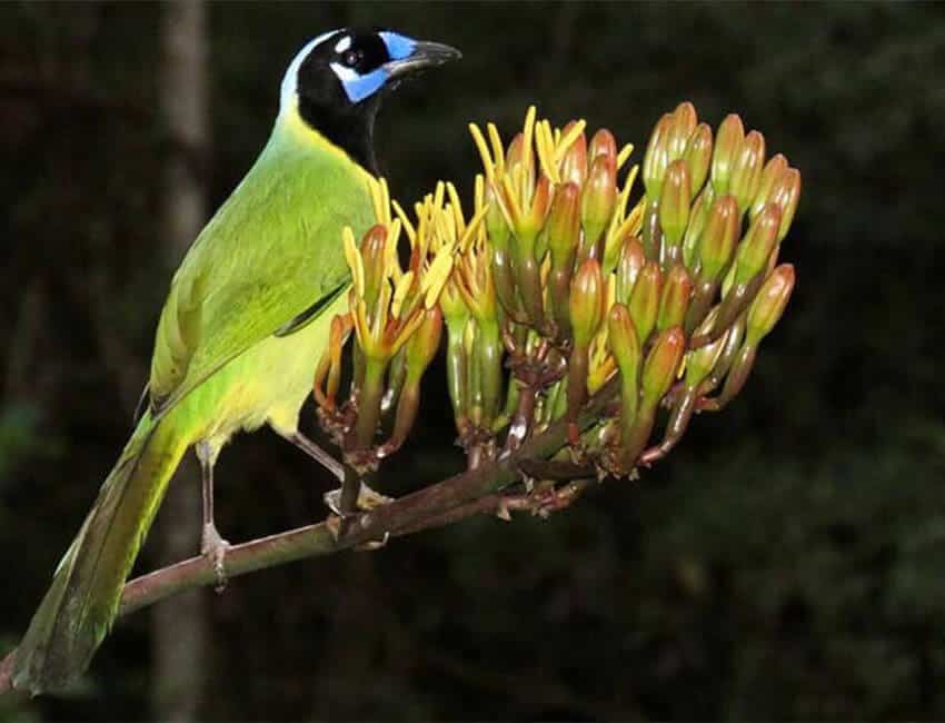 Potrero de Mulas wildlife reserve, Jalisco