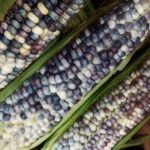 blue corn