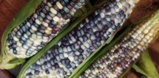 blue corn
