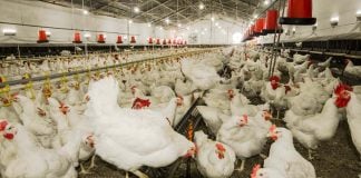 chickens in factory farm
