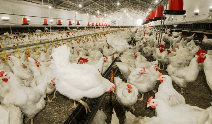 chickens in factory farm