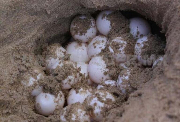 As turtles arrive on Chiapas beaches, their eggs appear for sale