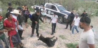 torture of bear cub in town of Castanos, Coahuila