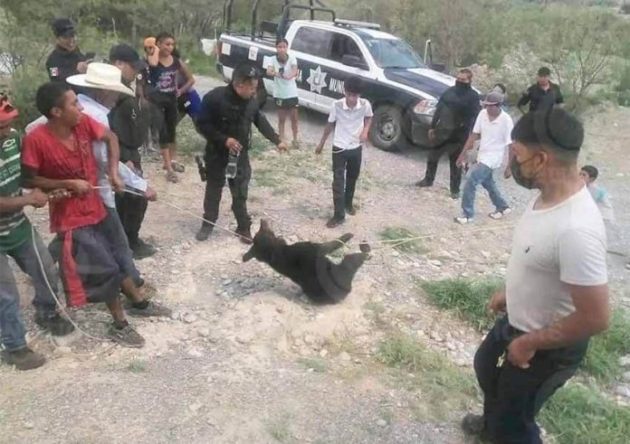 torture of bear cub in town of Castanos, Coahuila