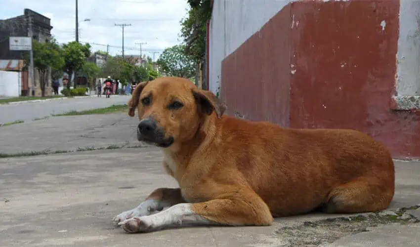 Nuevas reglas dificultan que las organizaciones de rescate de perros crucen la frontera de EE. UU. con un perro