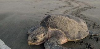 olive ridley turtle in Oaxaca