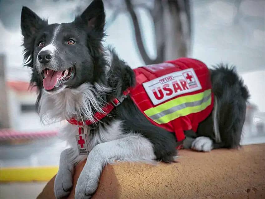 Athos rescued earthquake victims in 2017.