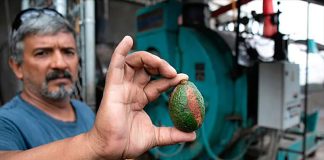 The biodigestor breaks down organic waste like avocado seeds and skin to create fertilizer and fuel.