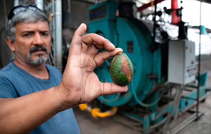 The biodigestor breaks down organic waste like avocado seeds and skin to create fertilizer and fuel.