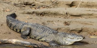 A crocodile on the edge of a body of water.