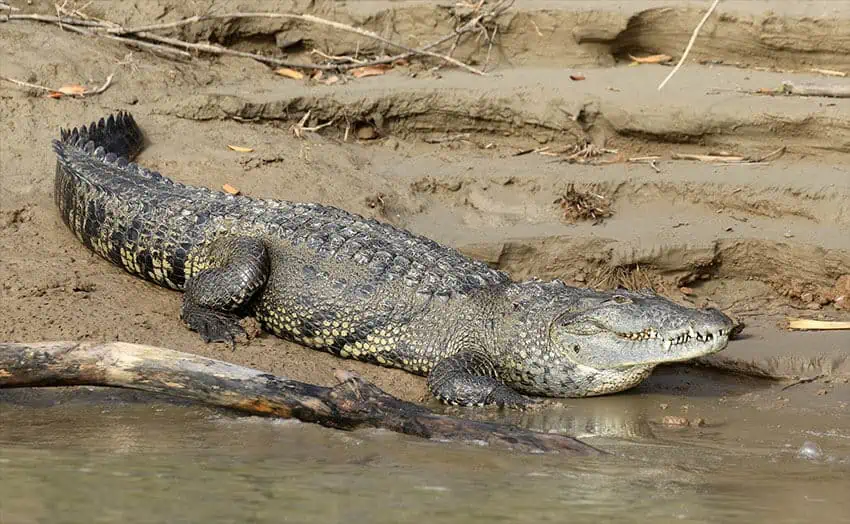 A crocodile on the edge of a body of water.