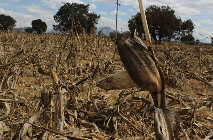 Drought has caused the loss of a million tons of grain so far this year, according to the National Agropecuary Council.