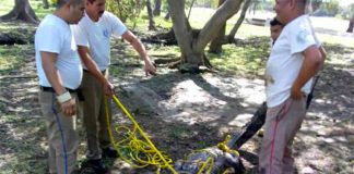 Officials capture a crocodile for relocation in Tamaulipas.