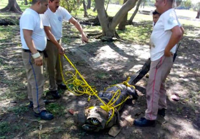 Officials capture a crocodile for relocation in Tamaulipas.