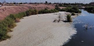 Dead fish blanket cover part of the surface of the México lagoon in Mexicali on Friday.