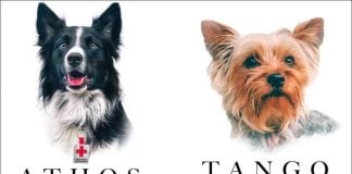 the dogs that were killed with poison last year.