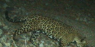 "El Jefe," seen here in Arizona in 2015, is one of few jaguars known to have crossed the border.