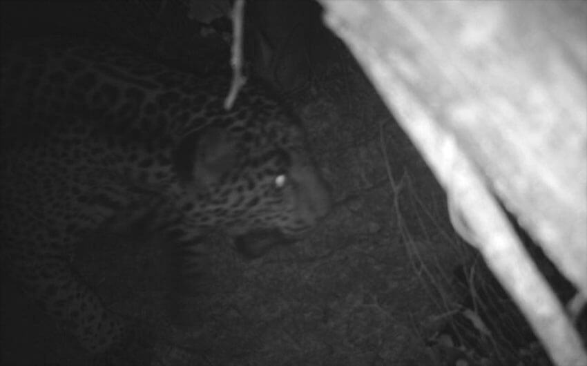 Blurry, black and white photo of a jaguar in the dark, with one glowing eye.
