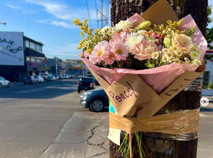 Flowers carry message of peace in Tijuana.