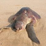 The dead sea turtles bore signs of injuries from fishing nets.