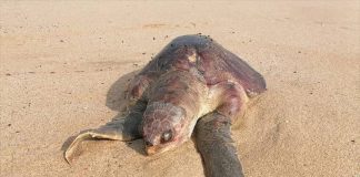 The dead sea turtles bore signs of injuries from fishing nets.