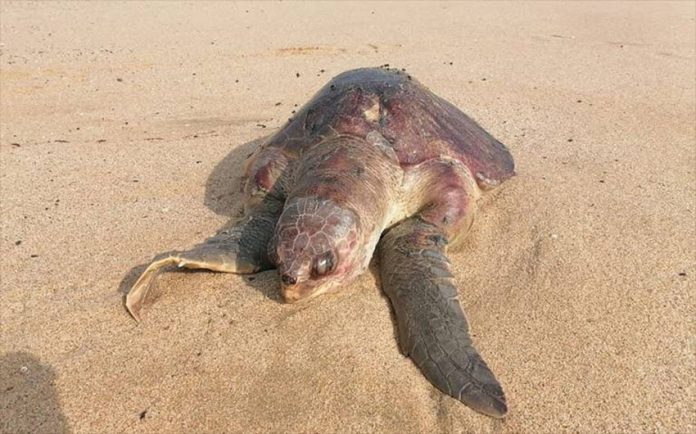 The dead sea turtles bore signs of injuries from fishing nets.