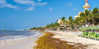 Sargassum on a beach near Playa del Carmen.