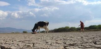 Some ranchers in drought-stricken areas are struggling to provide food and water for their livestock.