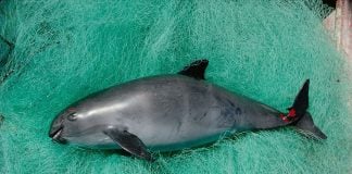 This dead vaquita was recovered from the Gulf of California in 2018.