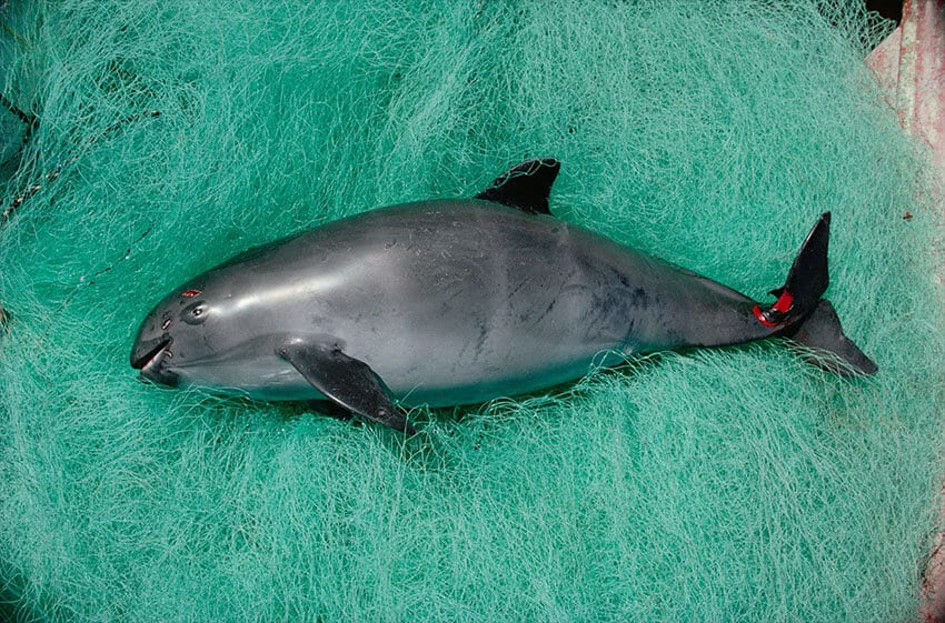 This dead vaquita was recovered from the Gulf of California in 2018.
