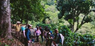 Hikers take a break in a coffee field in Cosautlán as they follow one of the proposed routes, which is currently a narrow, overgrown footpath.