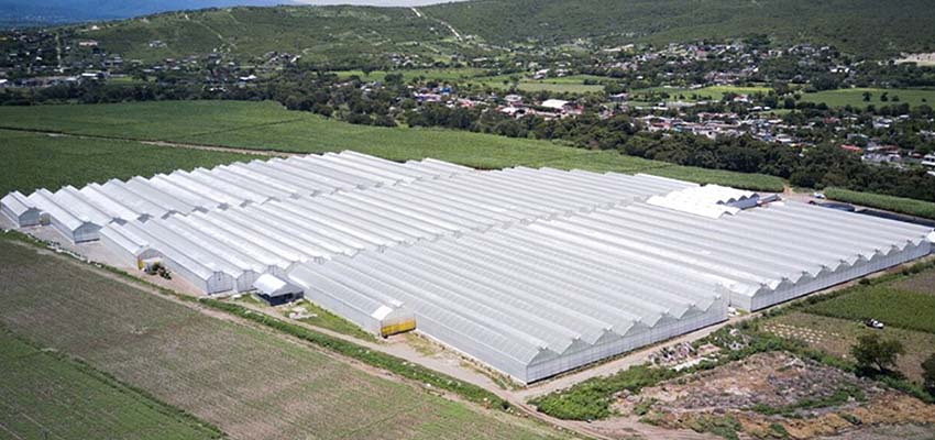 greenhouses in Mexico