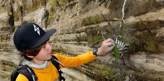 boy in Mexico looking at a silverback fern