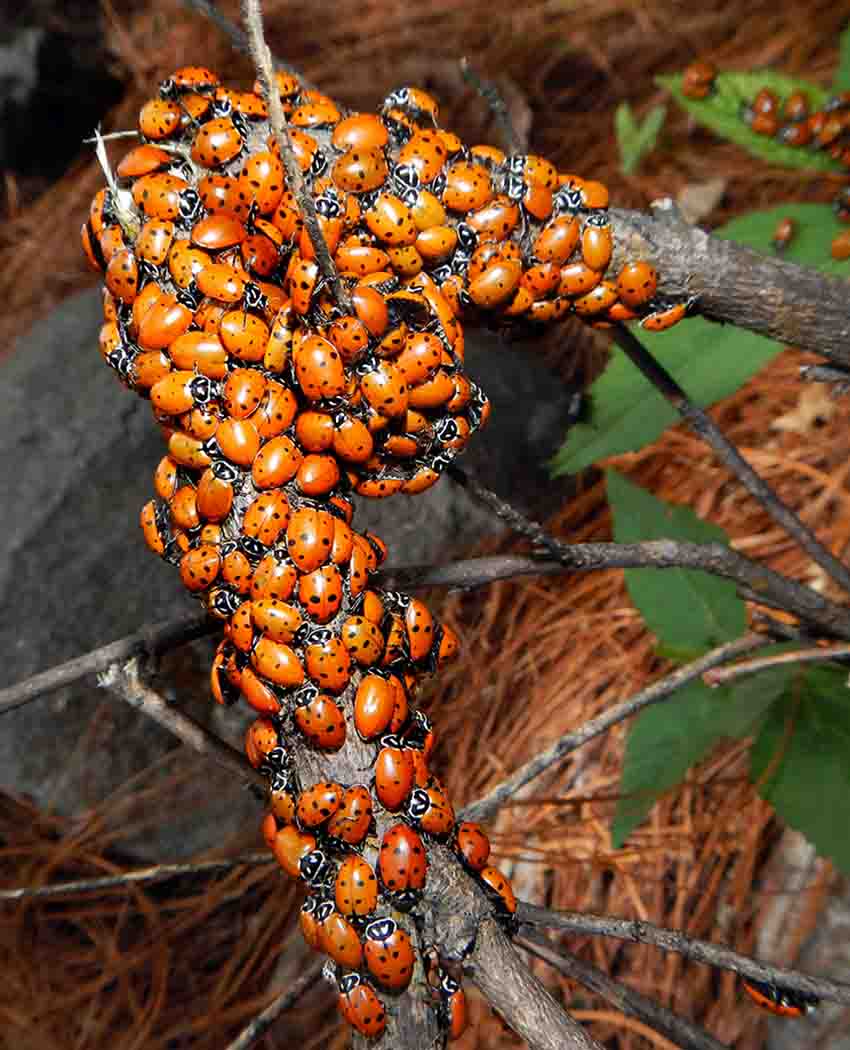 ladybugs at Sierra de Quila Nature Reserve in Jalisco, Mexico
