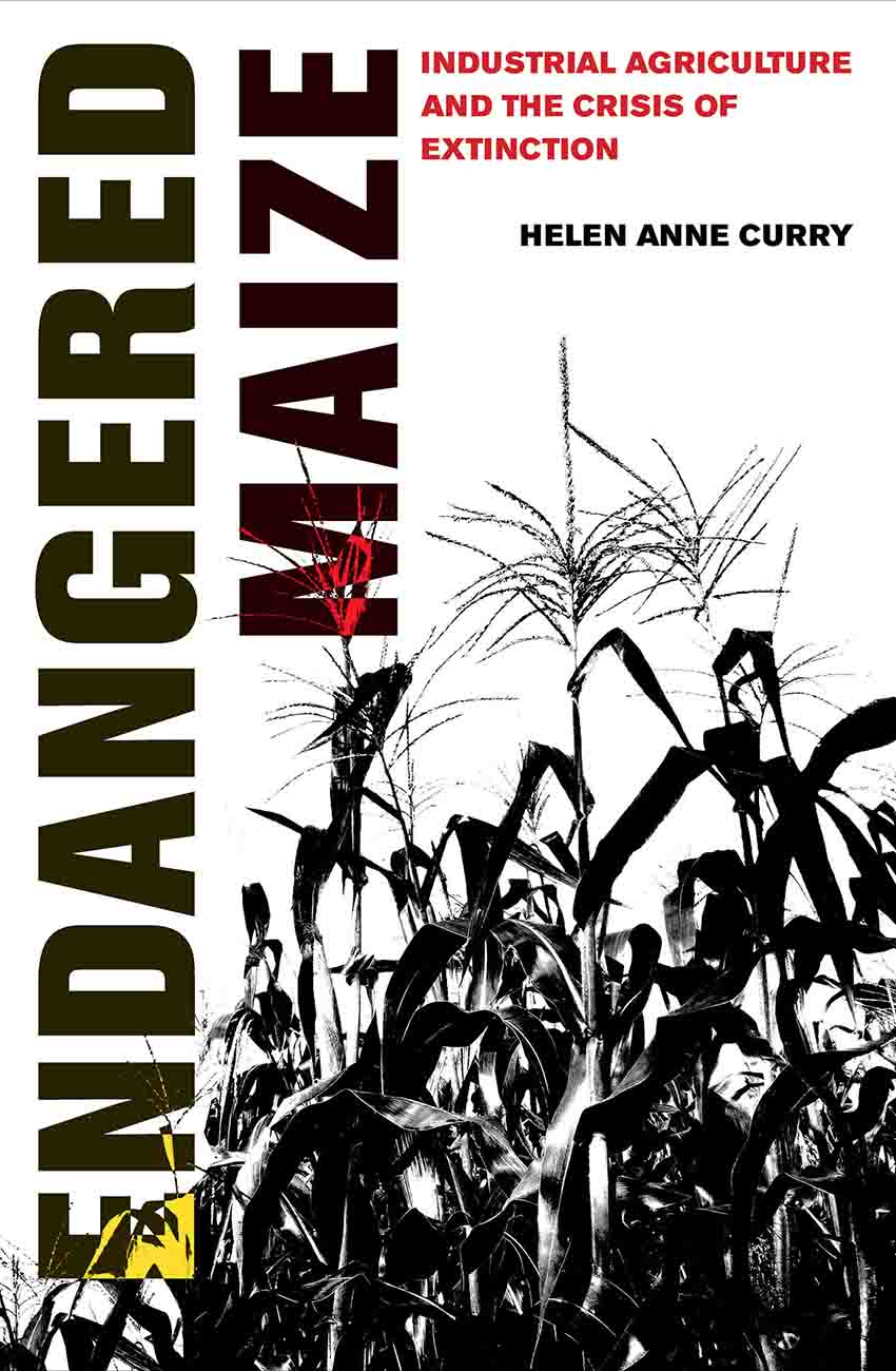 Endangered Maize book by Helen Anne Curry