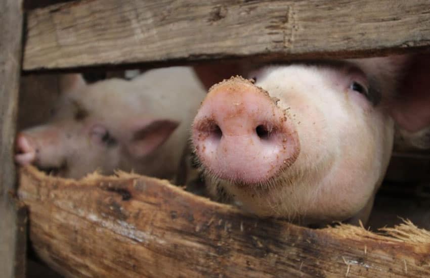 pig farming in Michoacan