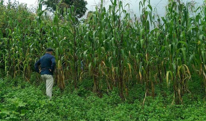 Oloton self-fertilizing maize