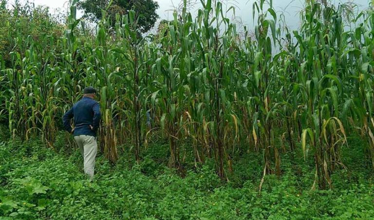Two new books on vanishing foods examine Mexico's maize