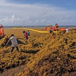 Nopalimex sees the sargassum seaweed that plagues Caribbean coasts as an abundant source material for making biogas.