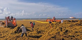 Nopalimex sees the sargassum seaweed that plagues Caribbean coasts as an abundant source material for making biogas.