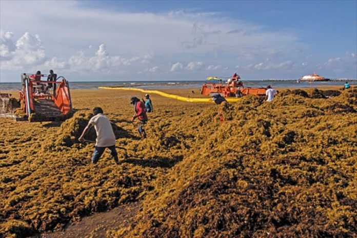 Nopalimex sees the sargassum seaweed that plagues Caribbean coasts as an abundant source material for making biogas.