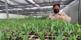 Yucatan Scientific Research Center in Merida growing GMO henequen