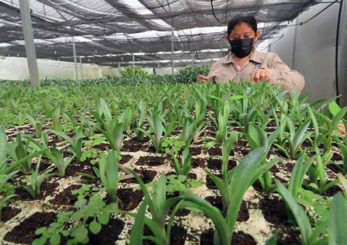 Yucatan Scientific Research Center in Merida growing GMO henequen