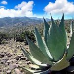cenizo agave plant outside Durango City, Mexico