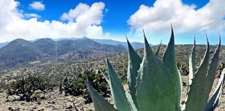 cenizo agave plant outside Durango City, Mexico