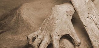 Guanajuato Mummy Museum